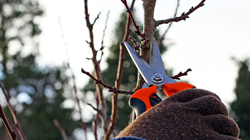 pruning branches
