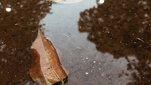 dried leaf on a puddle of water