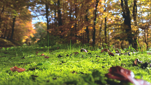 lawn with dried leaves