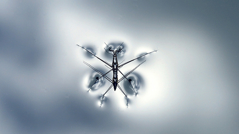 chikungunya mosquito virus