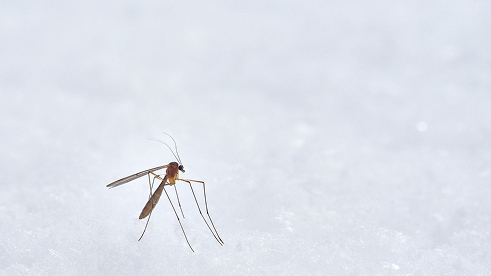 mosquito on top of snow