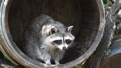 raccoon in a barrel
